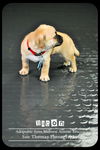 Bacon - Puppy