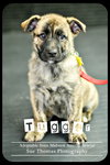 Tugger