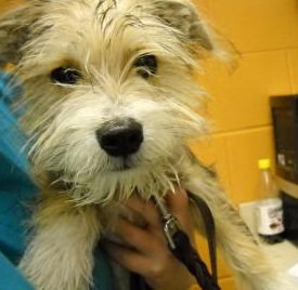 Scrappy
