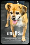 Elliott