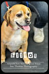 Elliott