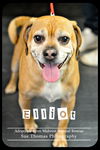 Elliott