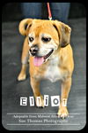Elliott