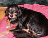 Duchess
