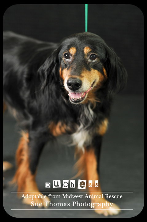 Duchess