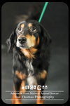 Duchess