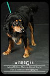 Duchess