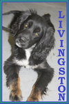Livingston