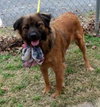 Chessie