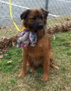 Chessie