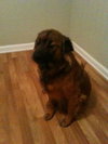 Chessie