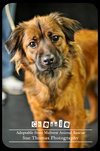 Chessie