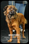 Chessie