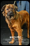 Chessie