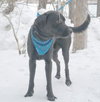 Black Jack