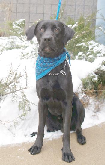 Black Jack