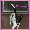 Tansey