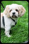 Bailey