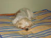 Bailey