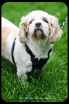 Bailey