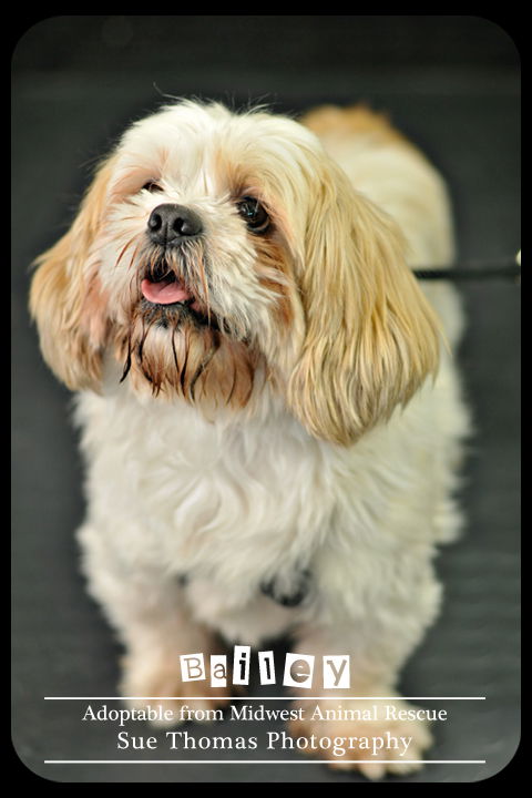 Bailey