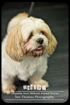 Bailey