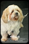 Bailey