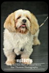 Bailey