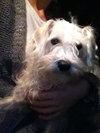 Brody
