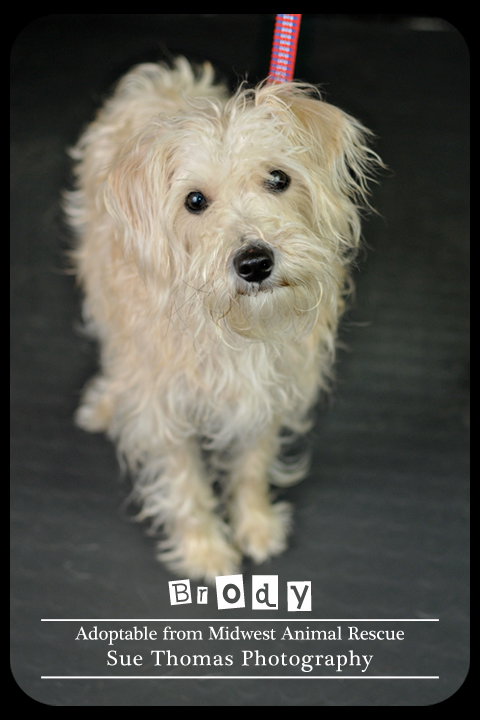 Brody