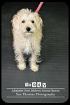 Brody