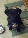 Ozzie