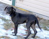 Ozzie