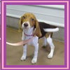 Dixie - Puppy