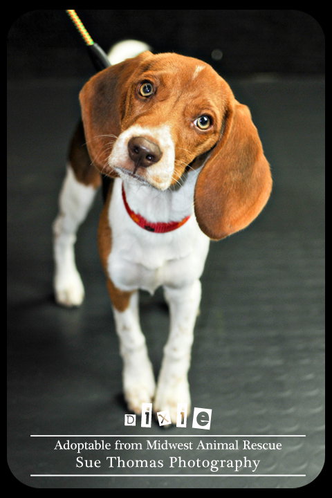 Dixie - Puppy