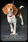 Dixie - Puppy