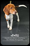 Dixie - Puppy