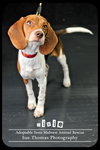 Dixie - Puppy