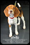 Dixie - Puppy