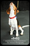 Dixie - Puppy