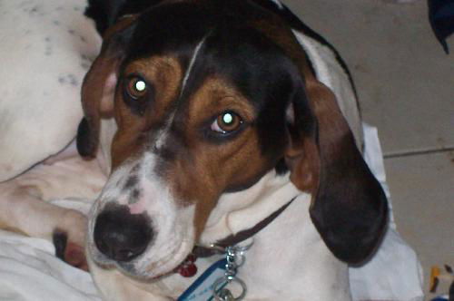 Ellie Mae