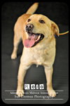 Rolo