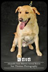 Rolo
