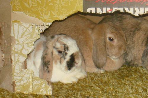 Honey & Marshmallow