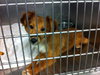 Cody puppy