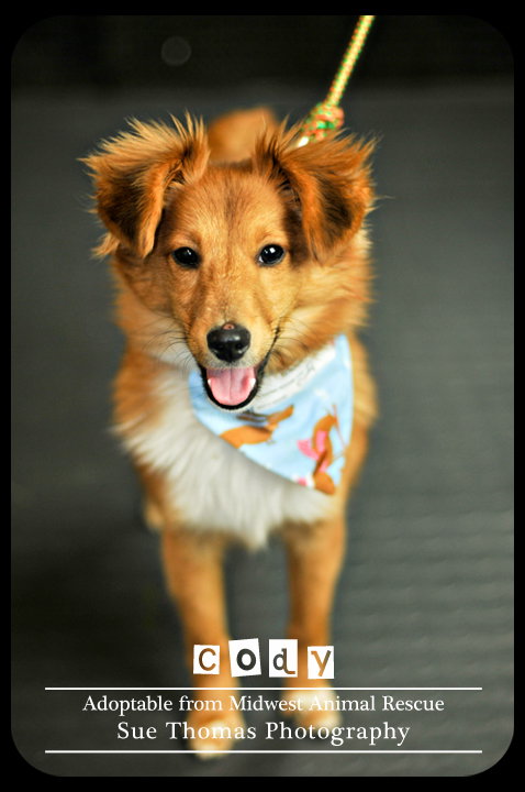 Cody puppy