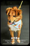 Cody puppy