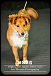 Cody puppy
