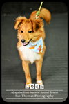 Cody puppy