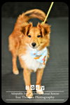 Cody puppy